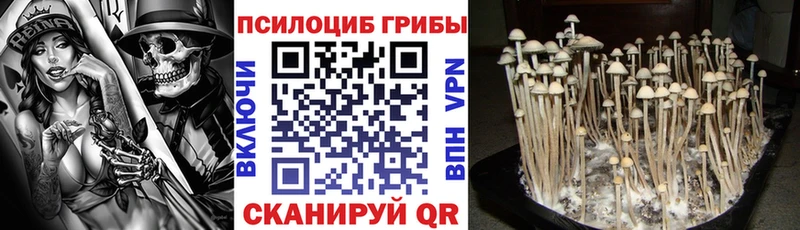 Псилоцибиновые грибы Psilocybine cubensis Асбест
